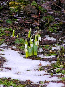 Подснежники или мартовское чудо