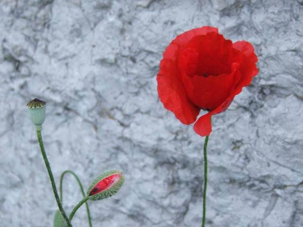 Красный цвет