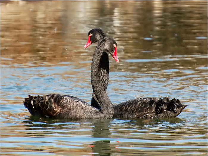 Бесприданница