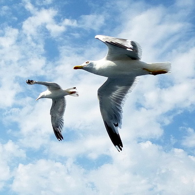 Расскажи мне, чайка...