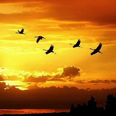 Клин журавлиный