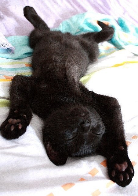 Котик