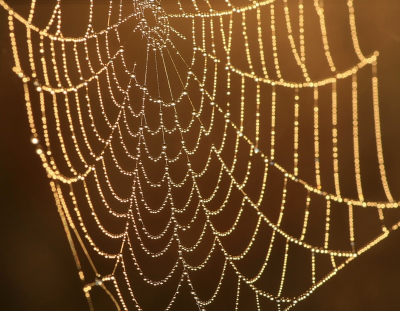 Капельки, целуя паутину