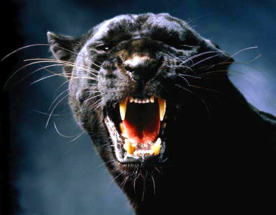 Черный леопард Panther