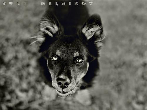 Лохматый пёс, сидящий в луже...