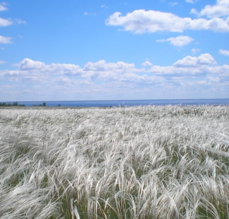 Степь. Волшебная страна
