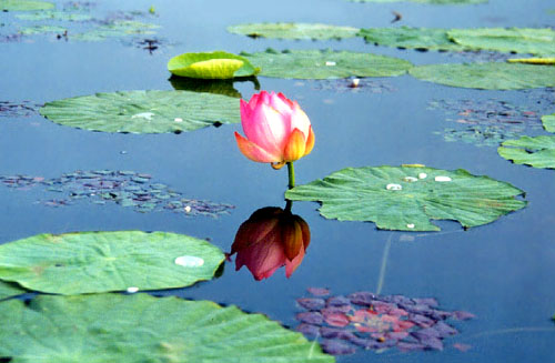 И Музыка слышна