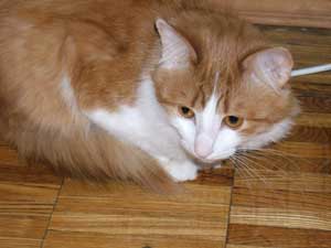 История рыжего котёнка