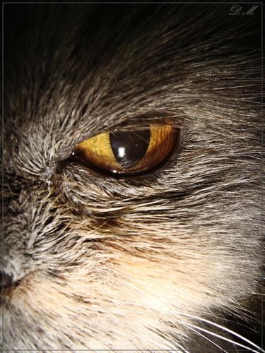 Дикая кошка