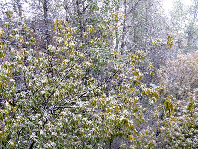 Первый снег