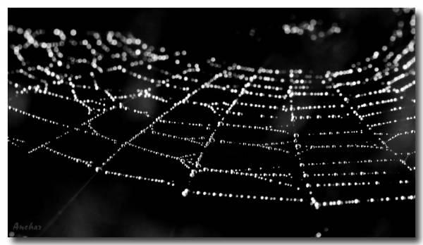 Ночная партия