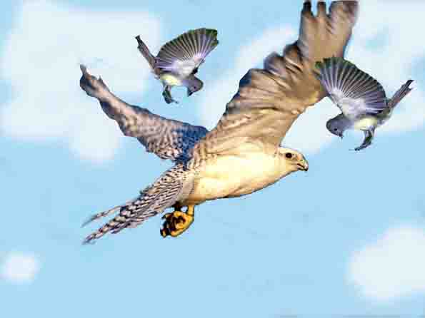 Смелые синички