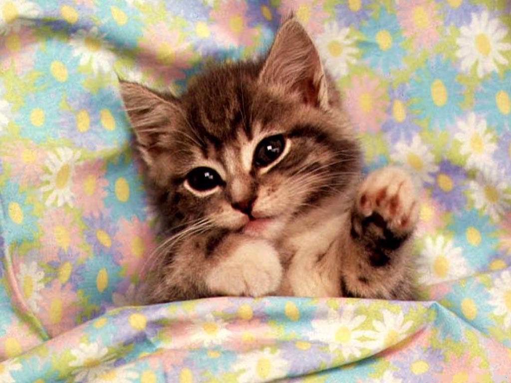 Спит кошка на подушке