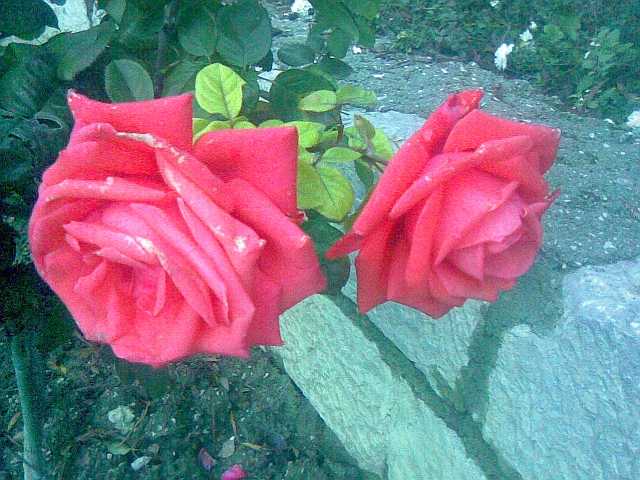 адреналин любви, быть может