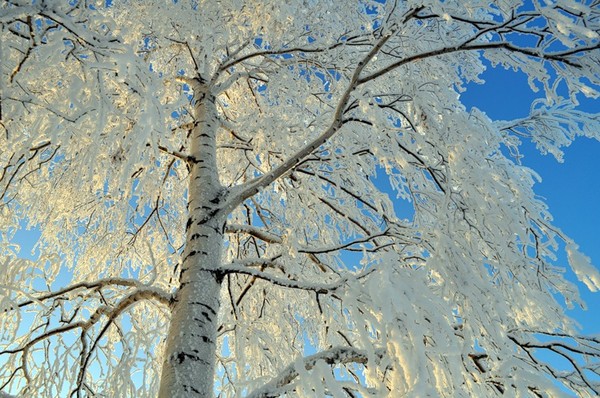 Белая береза