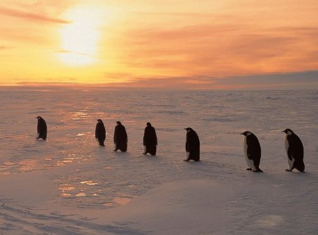 Пингвины Уходят на Закат