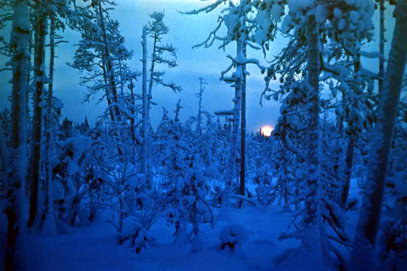 Зимний лес