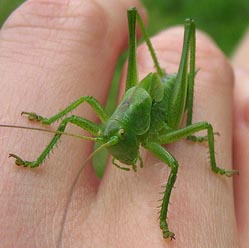 Кузнечик своего счастья