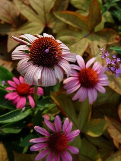 Вся полна ожиданья