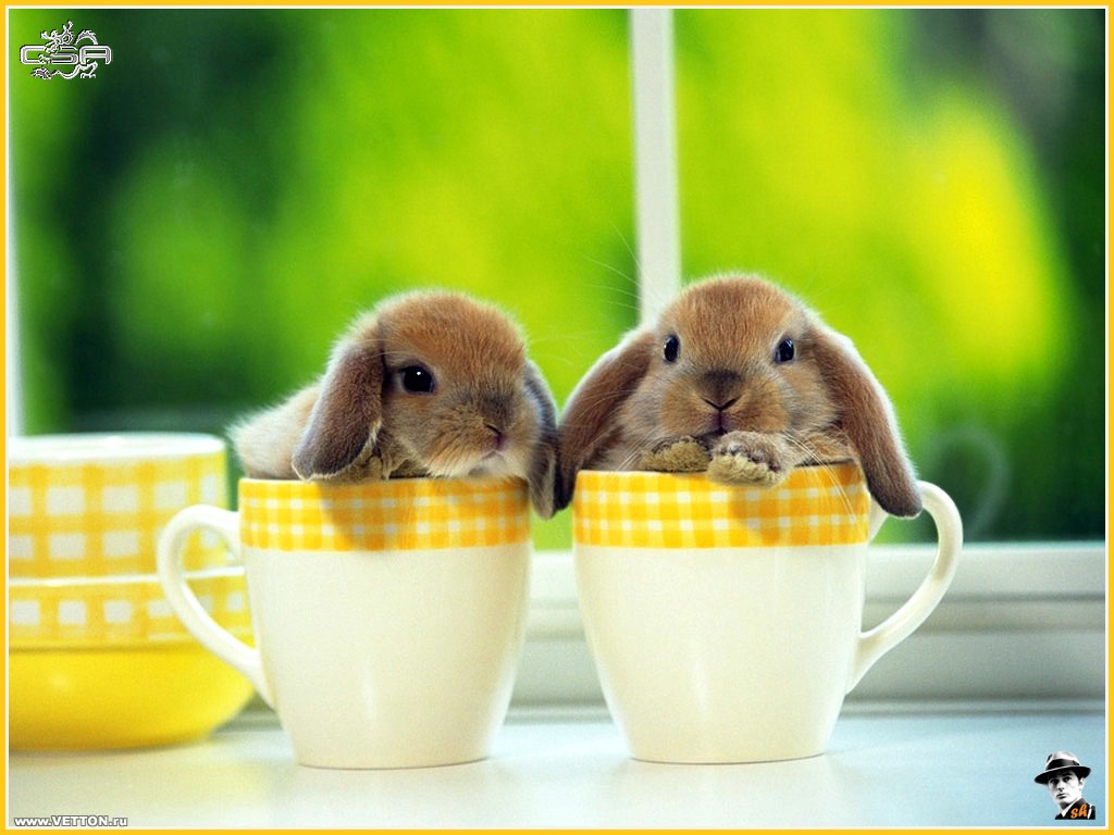 Я тебе приготовила ужин... хулиганско-эротическое