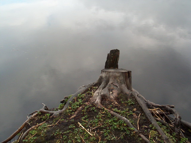 Превращение в поддержку идеи конкурса стихи на лис
