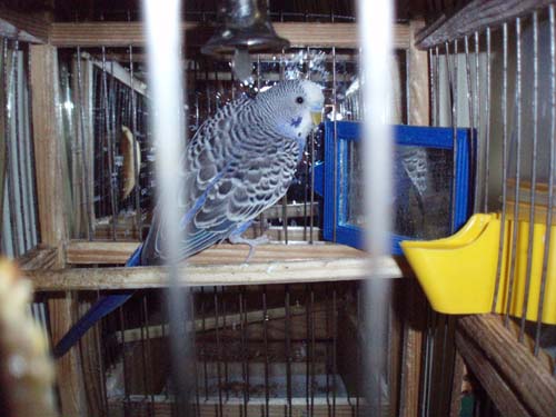 В зоопарке у слона