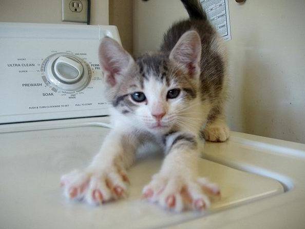 Кошкой