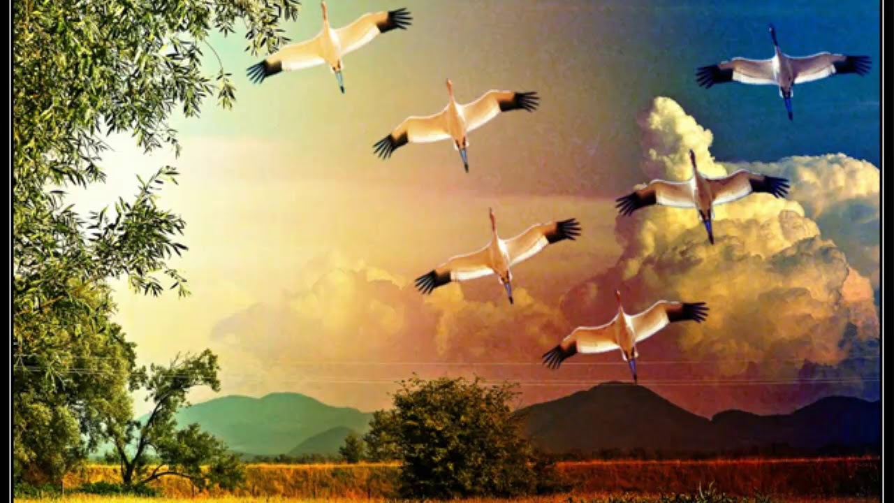 Журавли летят над полем. Журавль в небе. Летят Журавли. Птицы улетают. Стая журавлей.