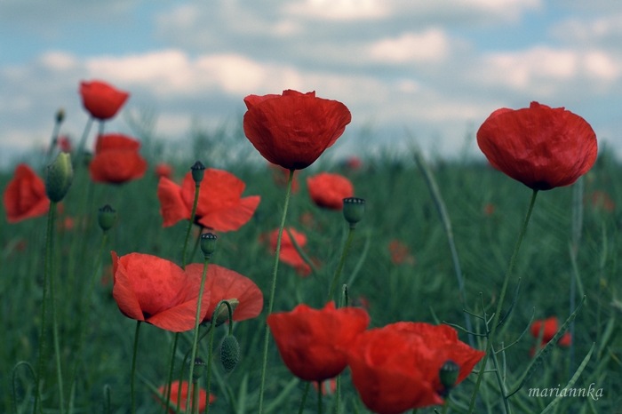 Я поймала Удачу за хвост