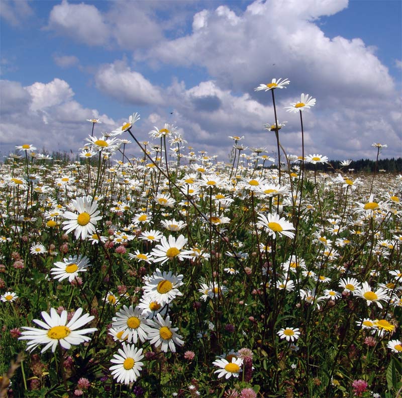 Цыганским табором ромашки...