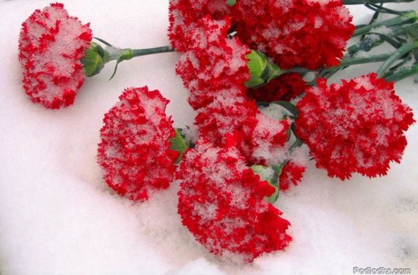 Вставай, братишка...