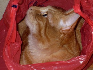 Мытьё котёнка. Автор- Александра Фургал, 8лет