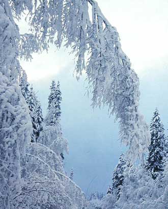В мой сон однажды Грусть пришла