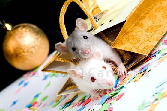 Посвещение... 2005 год