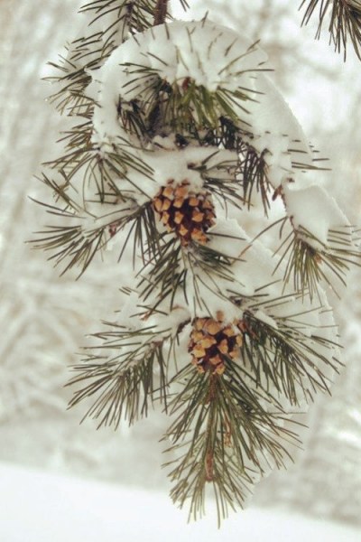 Сосна проснулась