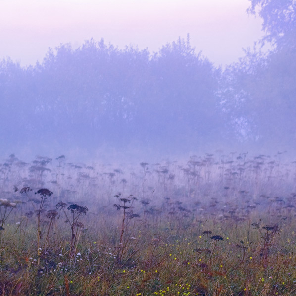 Туман стелется над полями и над синей. Цветы в тумане. Цветной туман. Поле цветов в тумане. Цвет тумана.