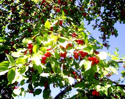 Волны любви