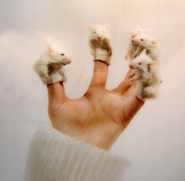 Я убила мартовского кота