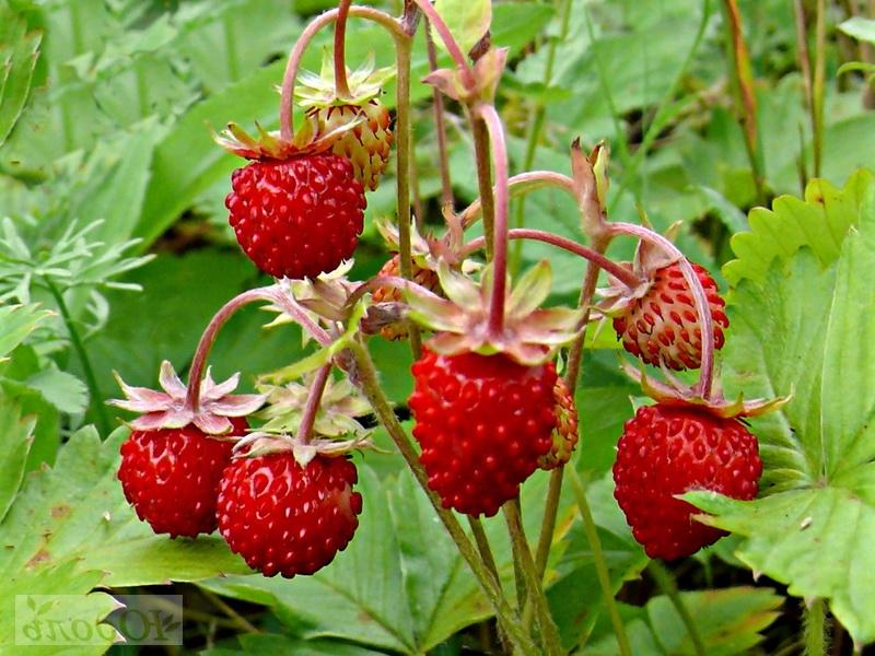 Земляничная поляна