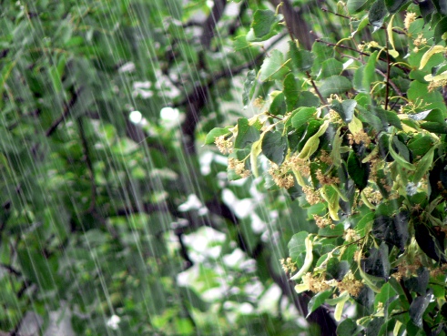 Дождя натянутые струны...