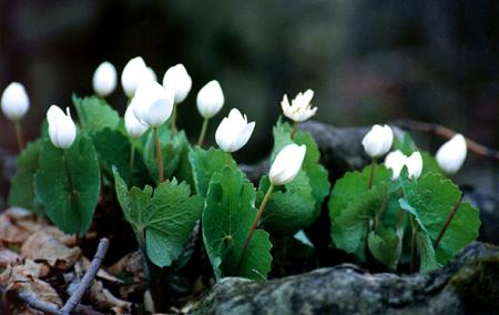 Цветы любви