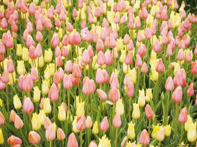 Мои стихотворные рецензии 4