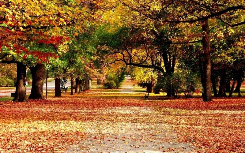 Дубовая аллея