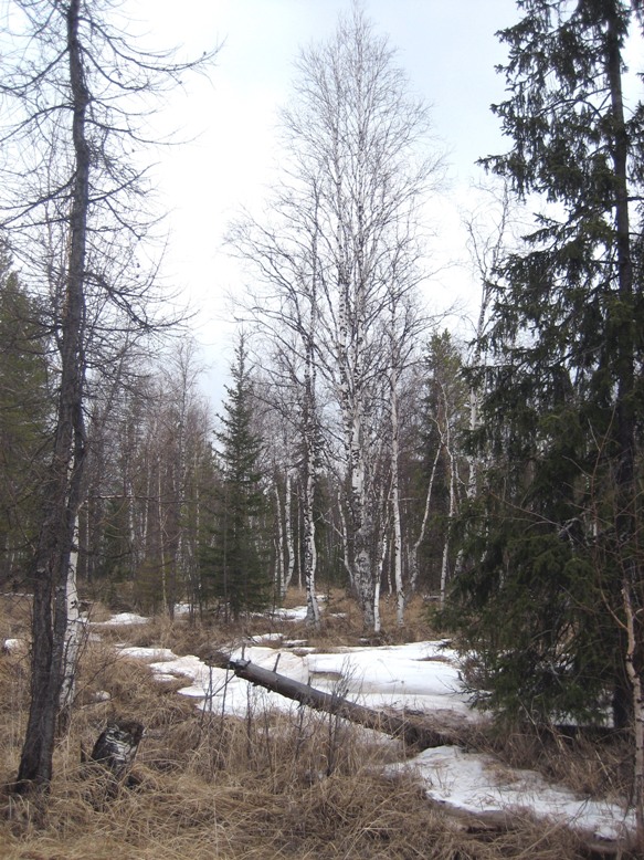 Весеннее настроение