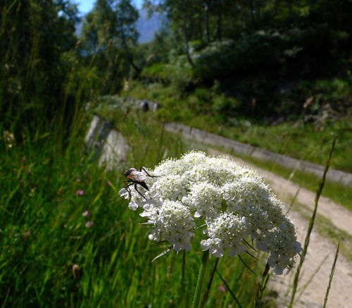 Лесной родник