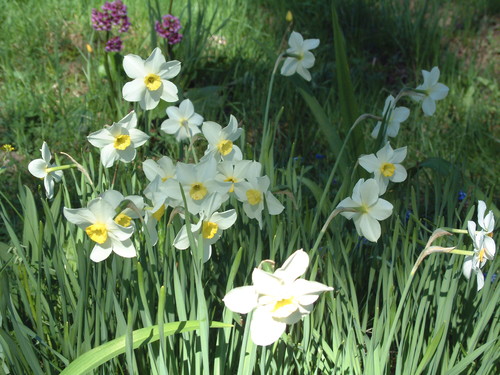 Я хочу быть травой луговою...