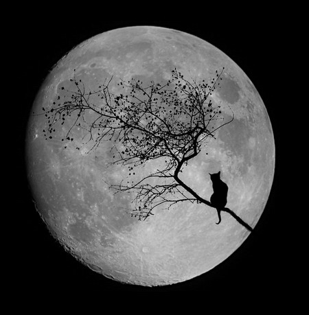 Я вошла в эту жизнь котенком...