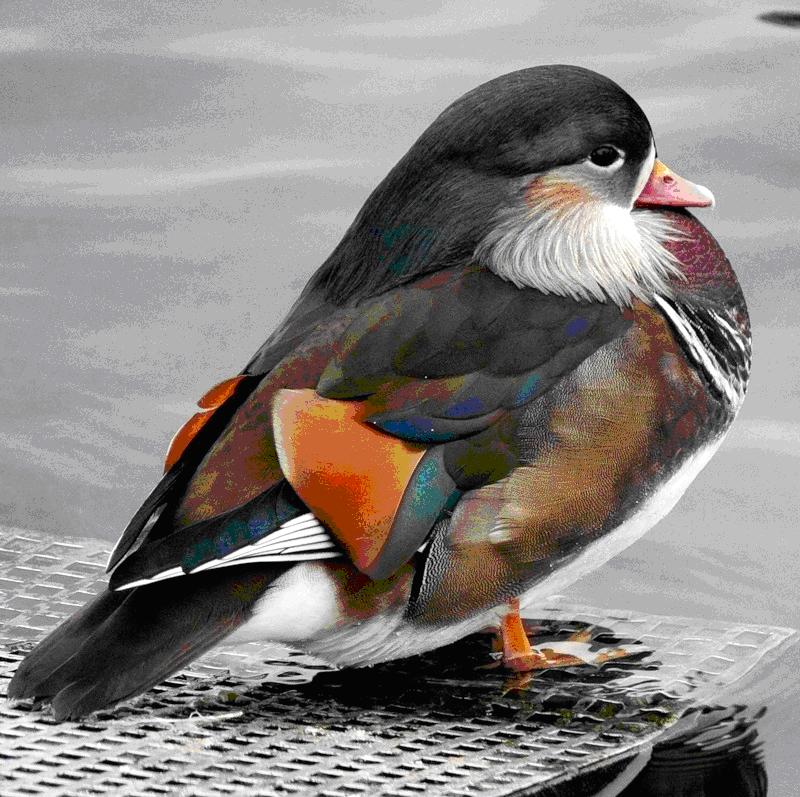 Уточка-мандаринка