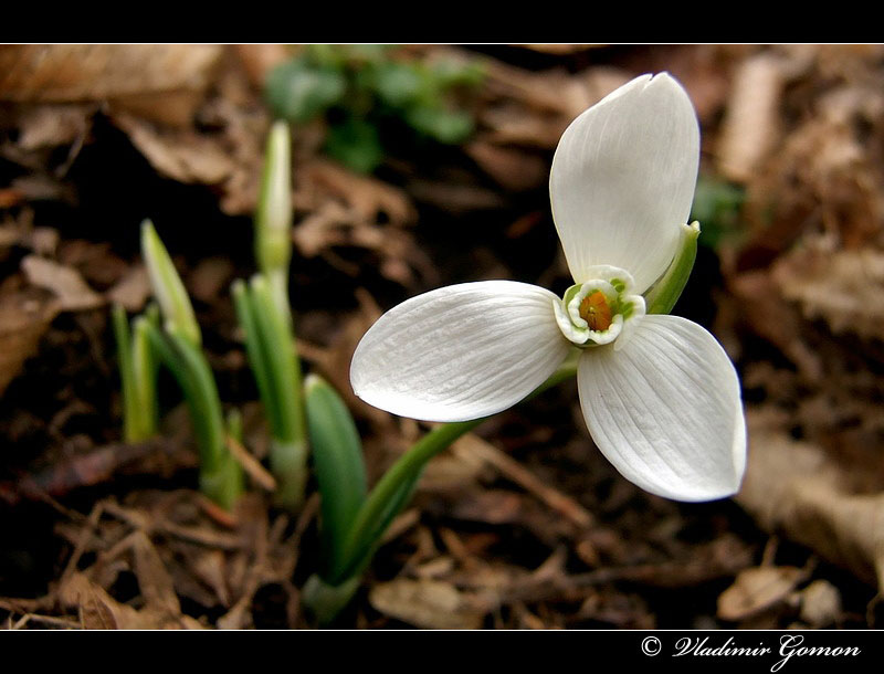 Первоцветы стучатся в асфальт...