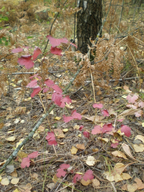 Нарисуй художник